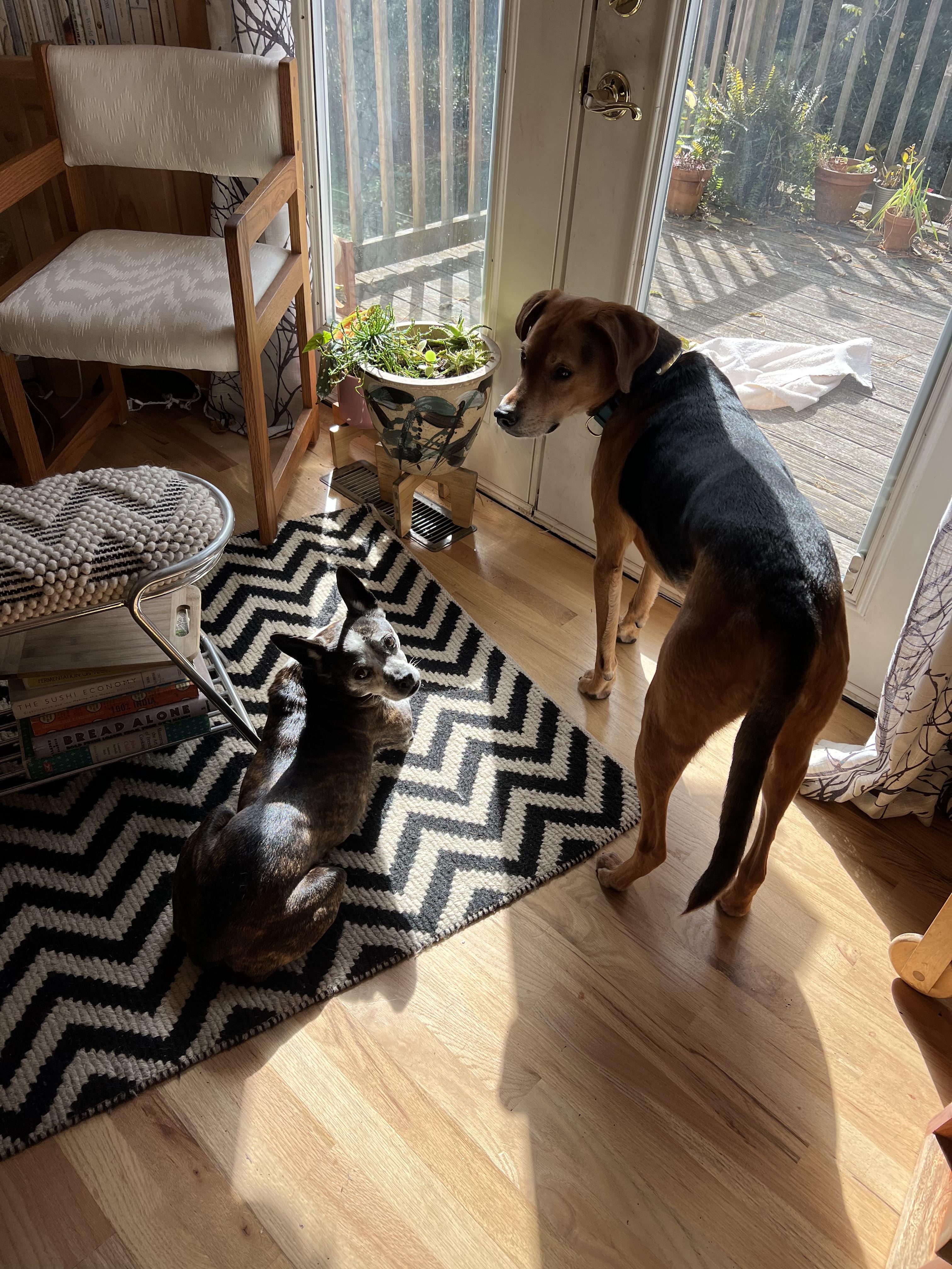 Enlarge Sadie, a Adopted mixed breed in Clyde, NC image 3/5