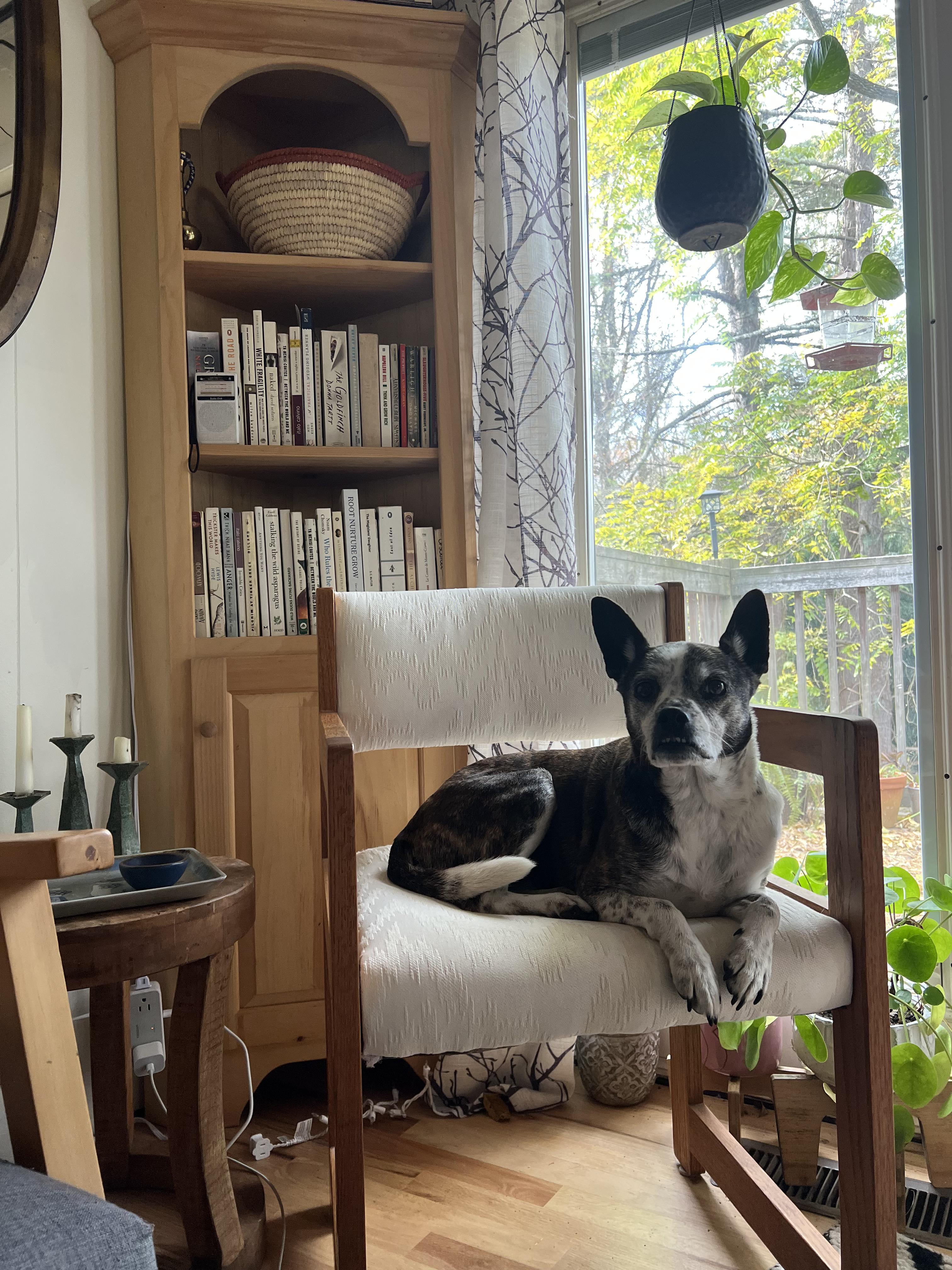 Enlarge Sadie, a Adopted mixed breed in Clyde, NC image 2/5