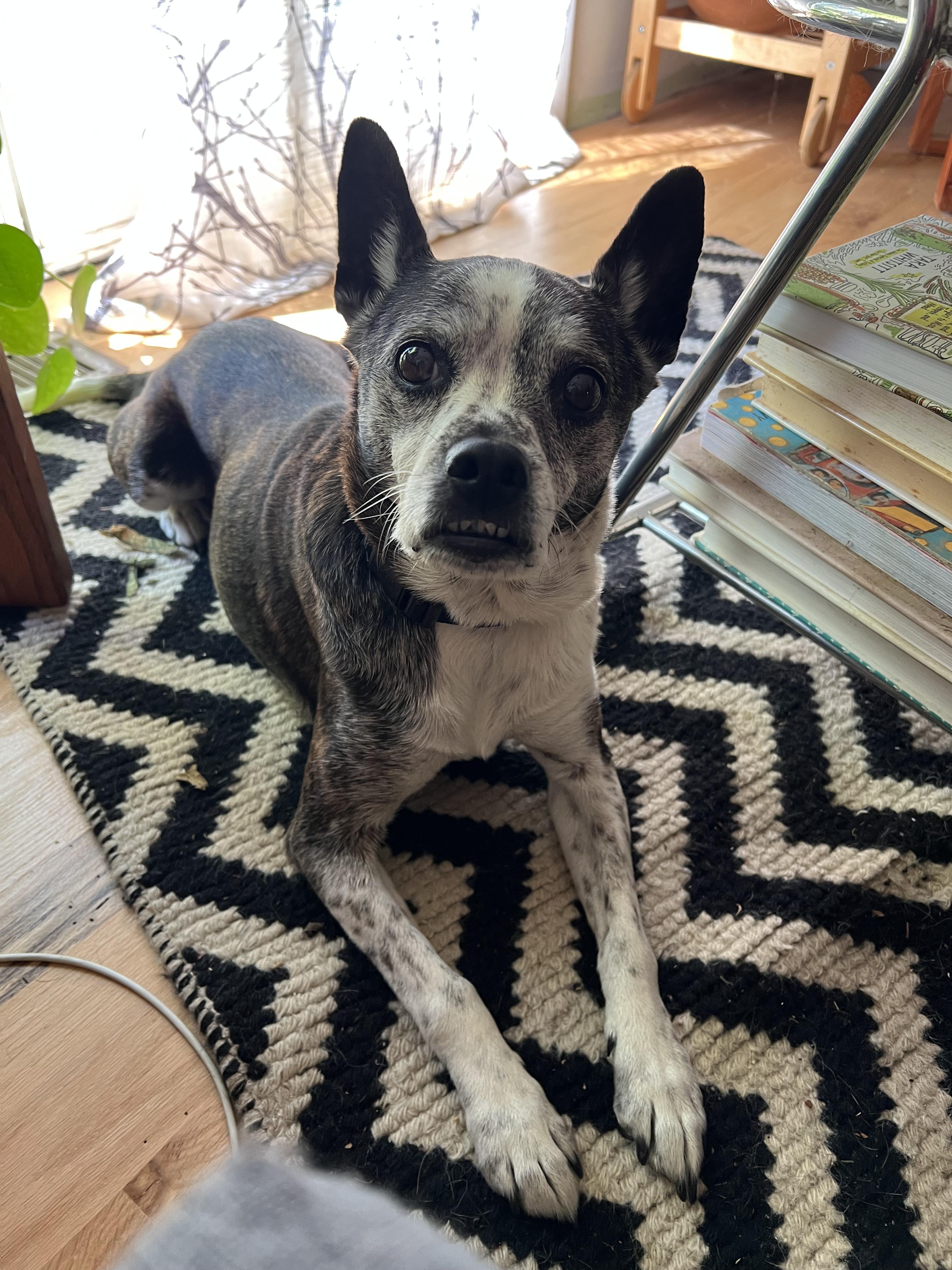 Sadie, Adopted, Senior Female Boston Terrier & Mixed Breed.