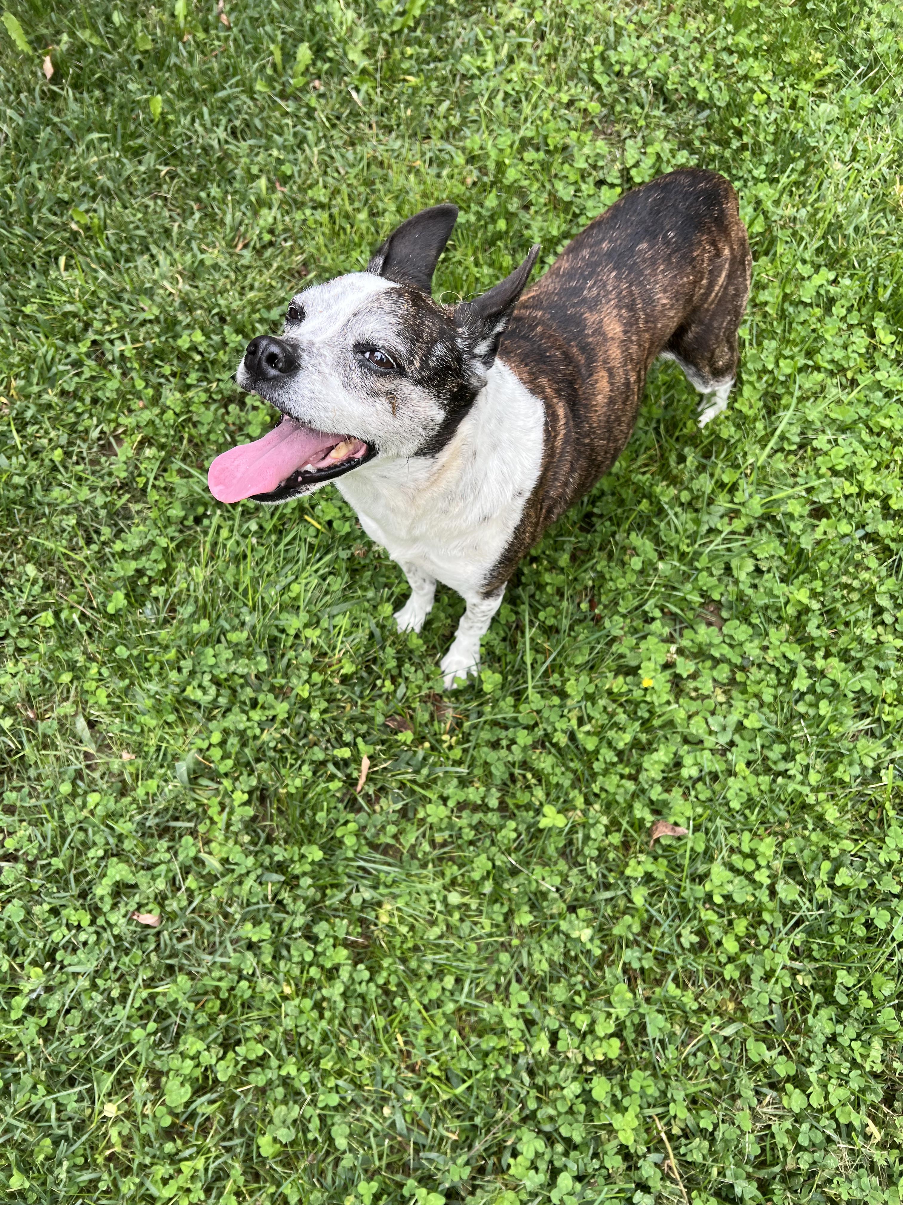Enlarge Sadie, a Adopted mixed breed in Clyde, NC image 5/5
