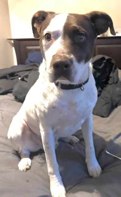 Bandit — thumbnail 2