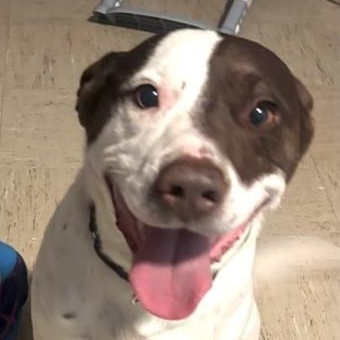 Bandit — thumbnail 4