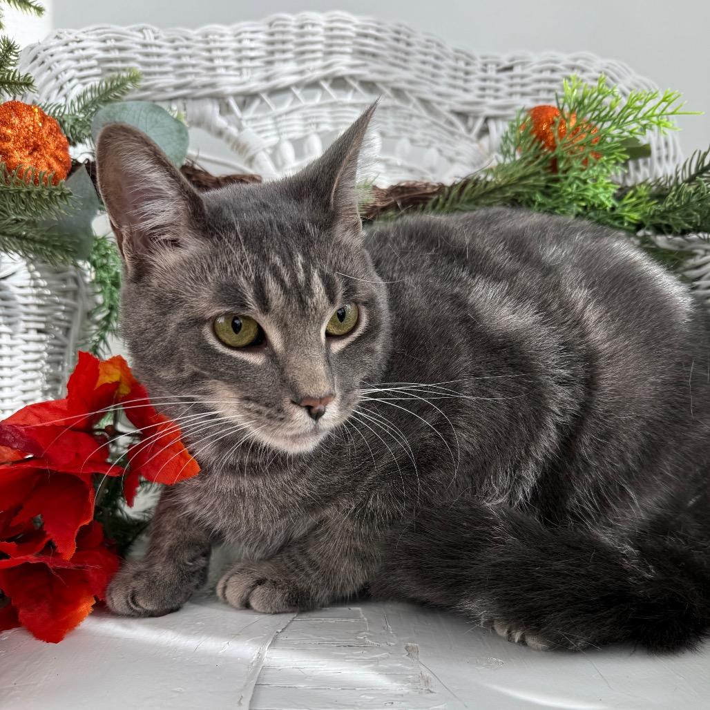 Enlarge Whoville 55740, a Adoptable mixed breed in Lansing, MI image 1/4