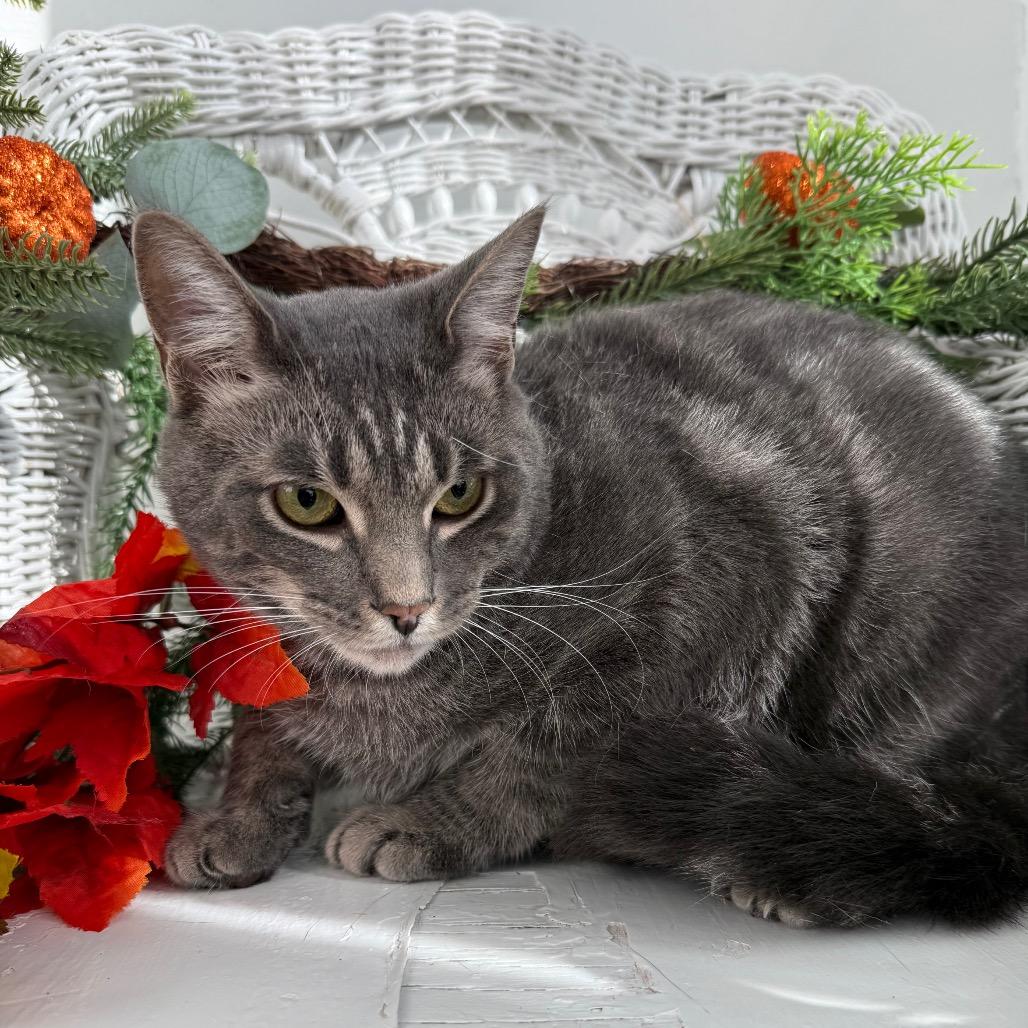 Enlarge Whoville 55740, a Adoptable mixed breed in Lansing, MI image 2/4