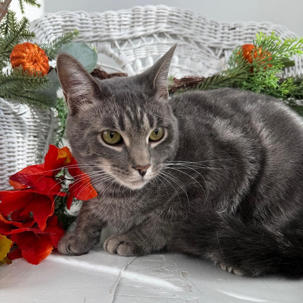 Enlarge Whoville 55740, a Adoptable mixed breed in Lansing, MI image 3/4