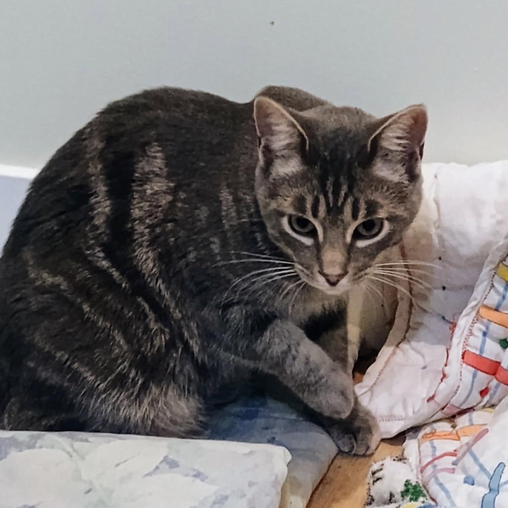 Enlarge Whoville 55740, a Adoptable mixed breed in Lansing, MI image 1/2