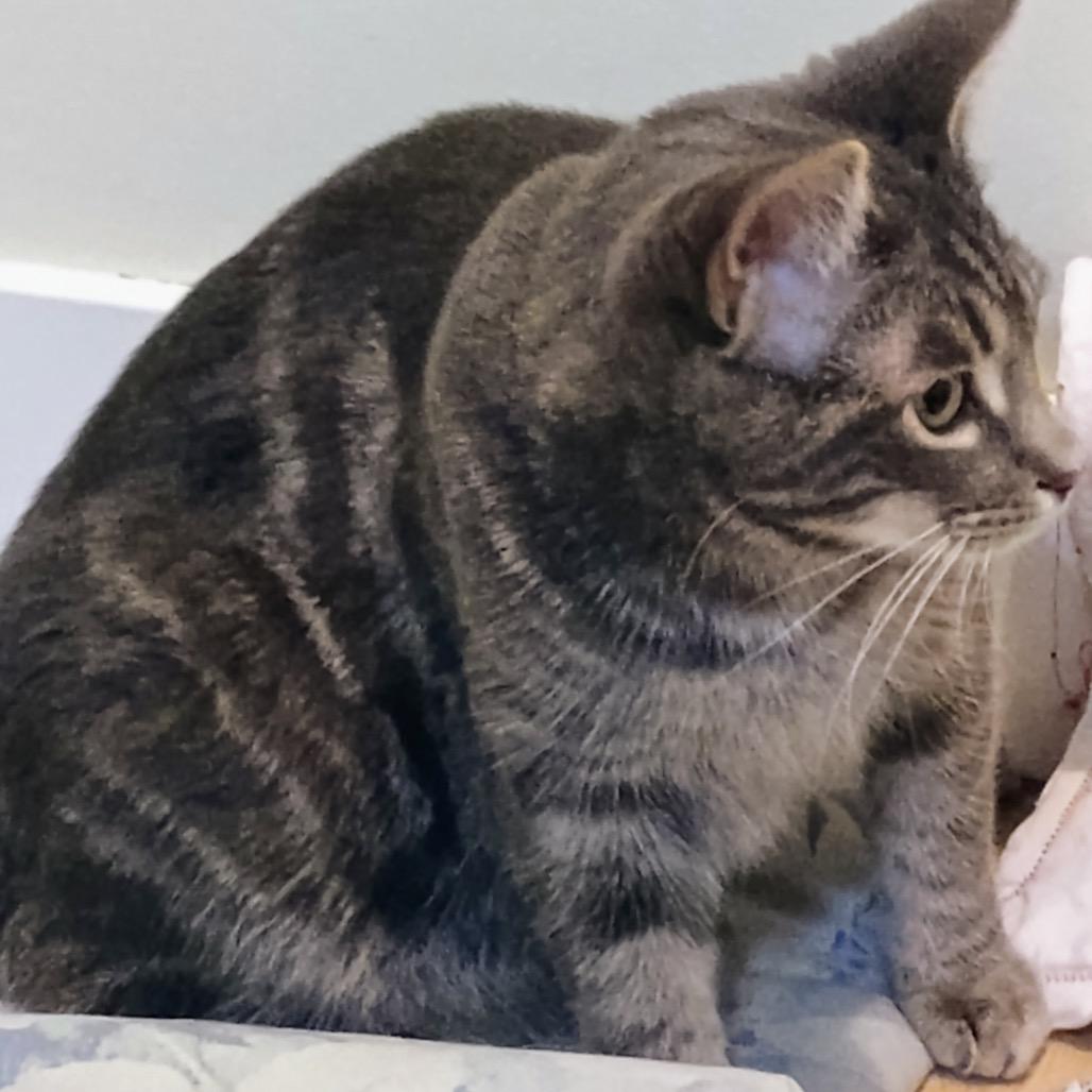 Enlarge Whoville 55740, a Adoptable mixed breed in Lansing, MI image 2/2