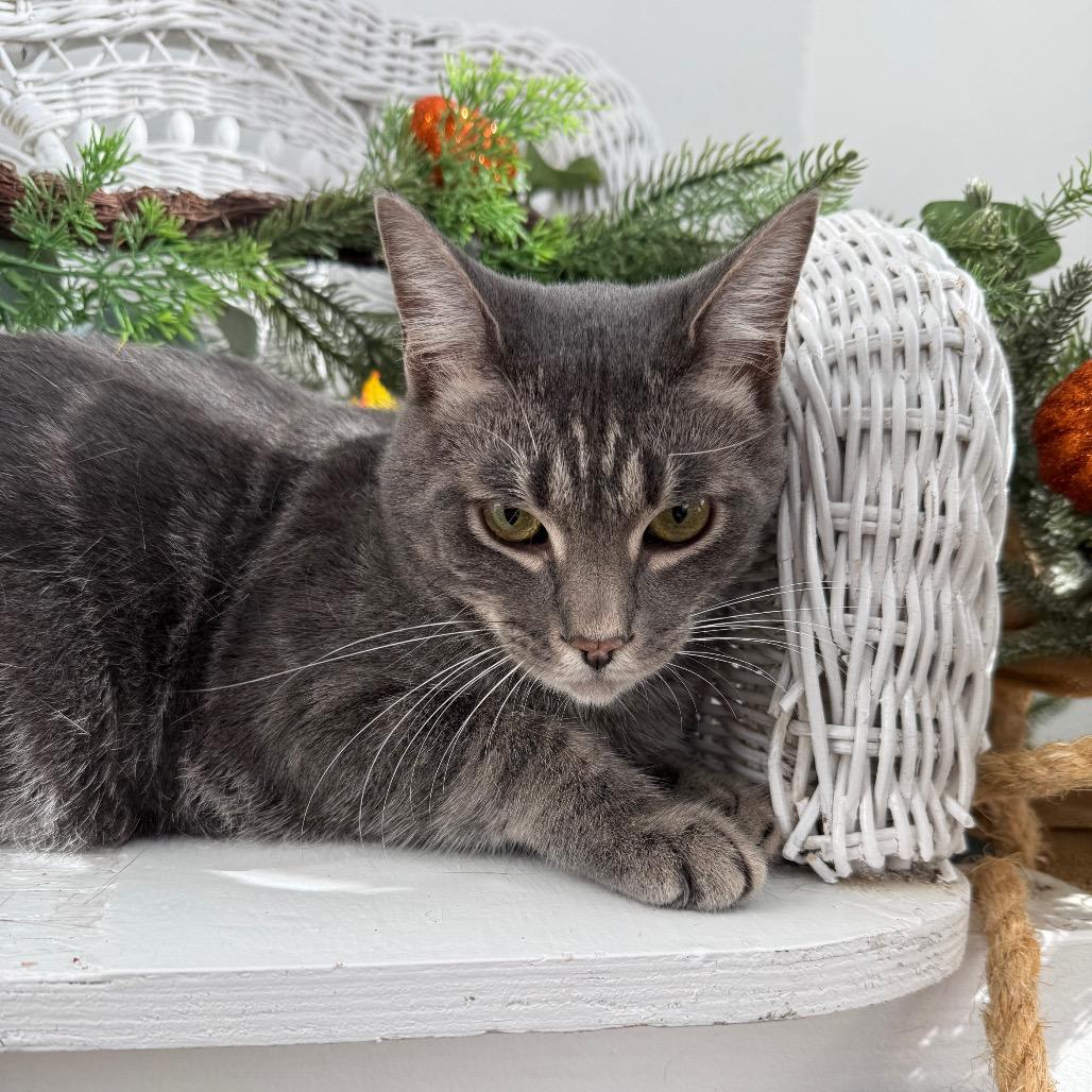 Enlarge Whoville 55740, a Adoptable mixed breed in Lansing, MI image 4/4