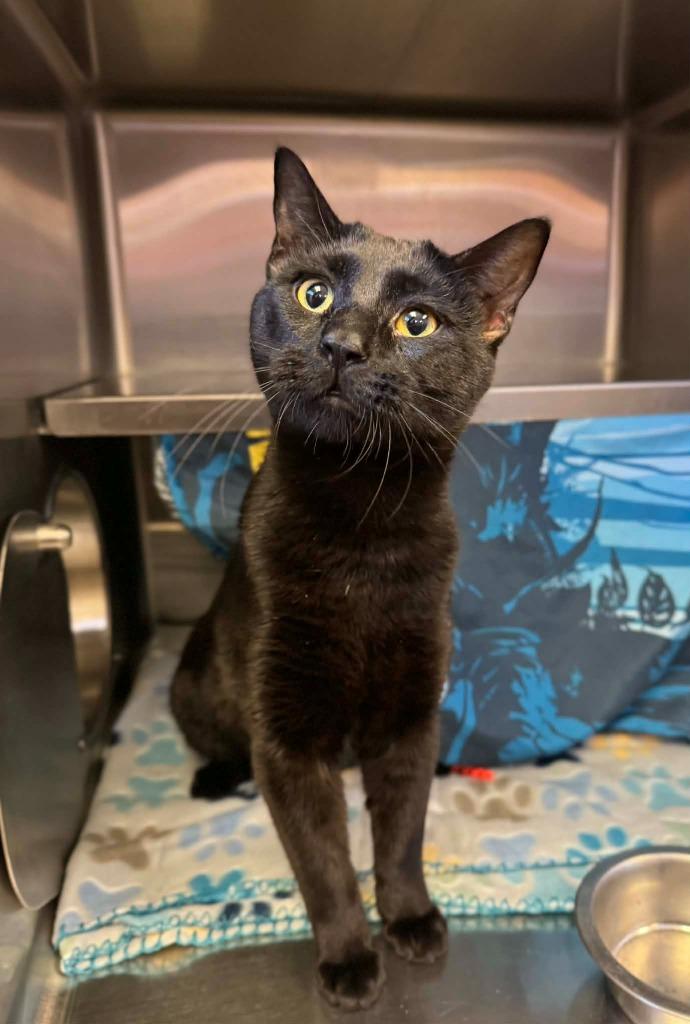 Enlarge Kevin, a Adoptable mixed breed in Grand Forks, ND image 1/2