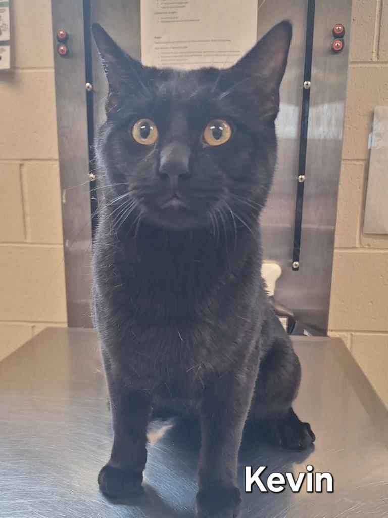 Enlarge Kevin, a Adoptable mixed breed in Grand Forks, ND image 2/2