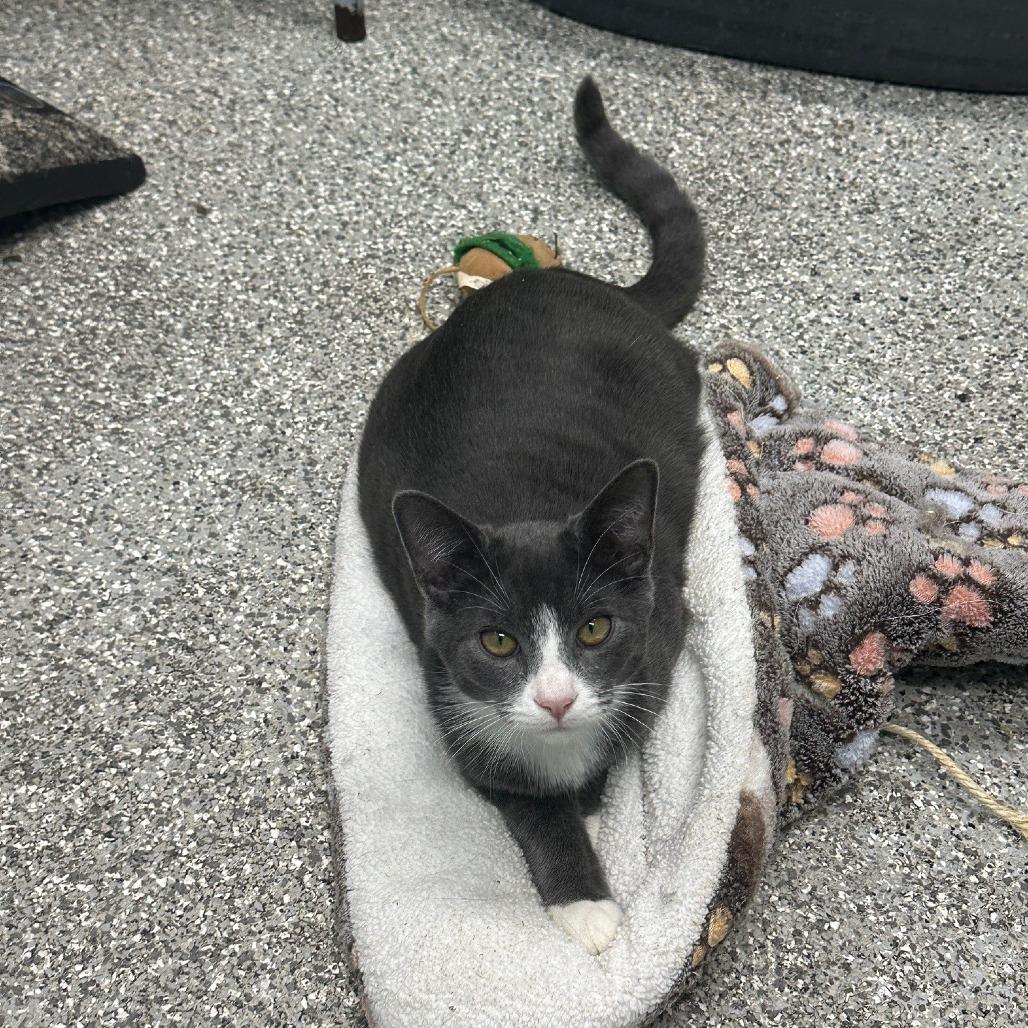 Scruffy, Adoptable, Kitten Male Domestic Short Hair.