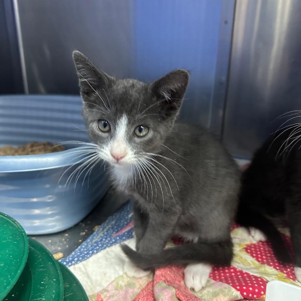 Enlarge Scruffy, a Adoptable Domestic Short Hair in Coos Bay, OR image 1/1