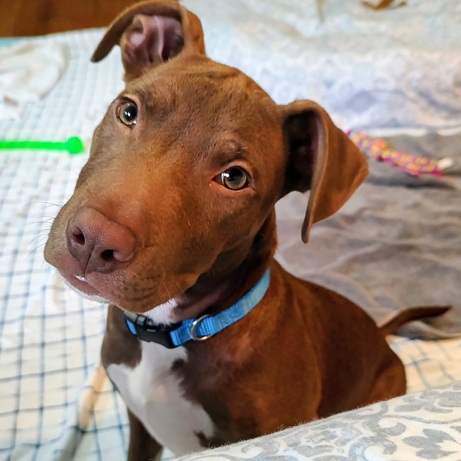 Cheese, a ADOPTABLE mixed breed in North Jackson, OH image 5/5