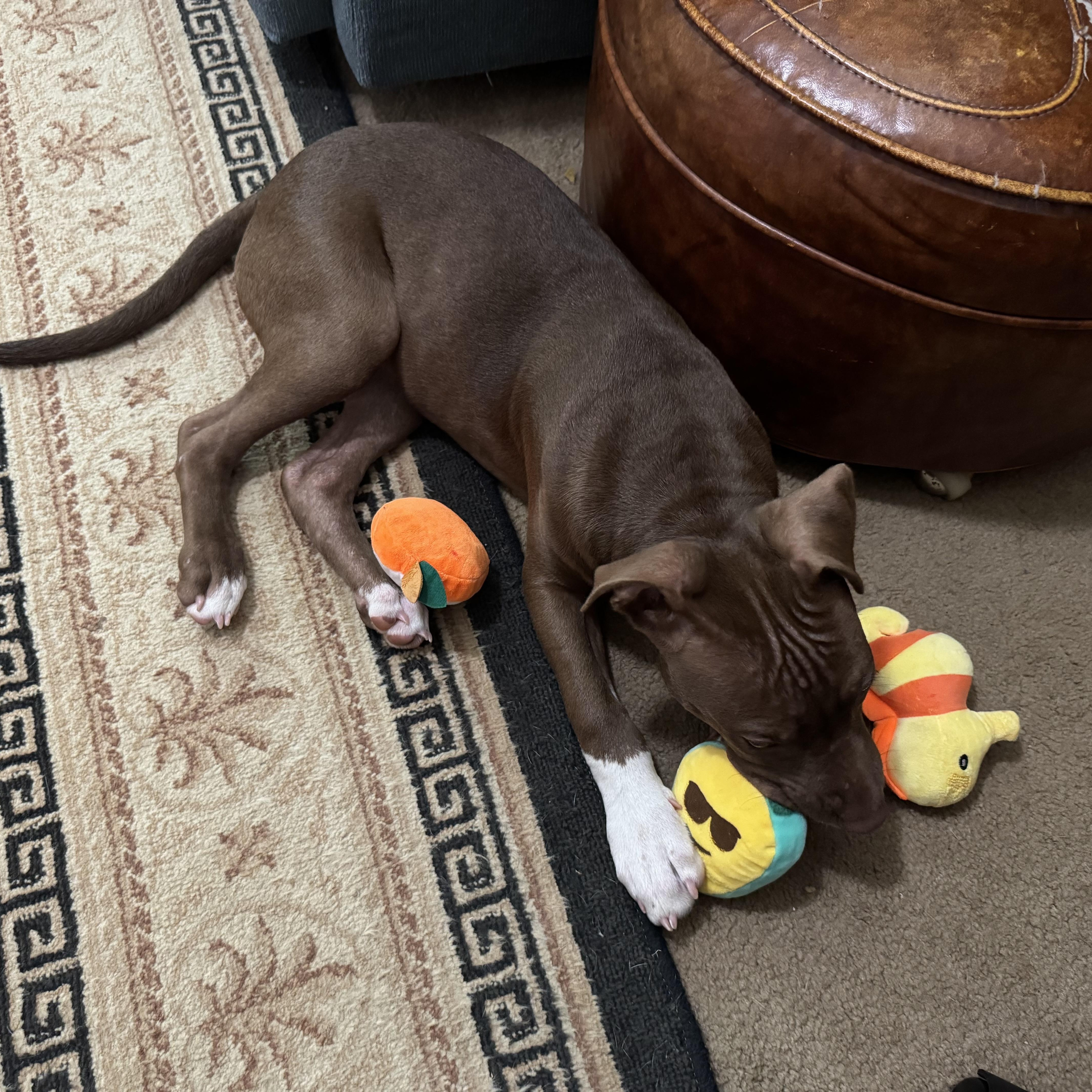 Cheese, a ADOPTABLE mixed breed in North Jackson, OH image 4/5