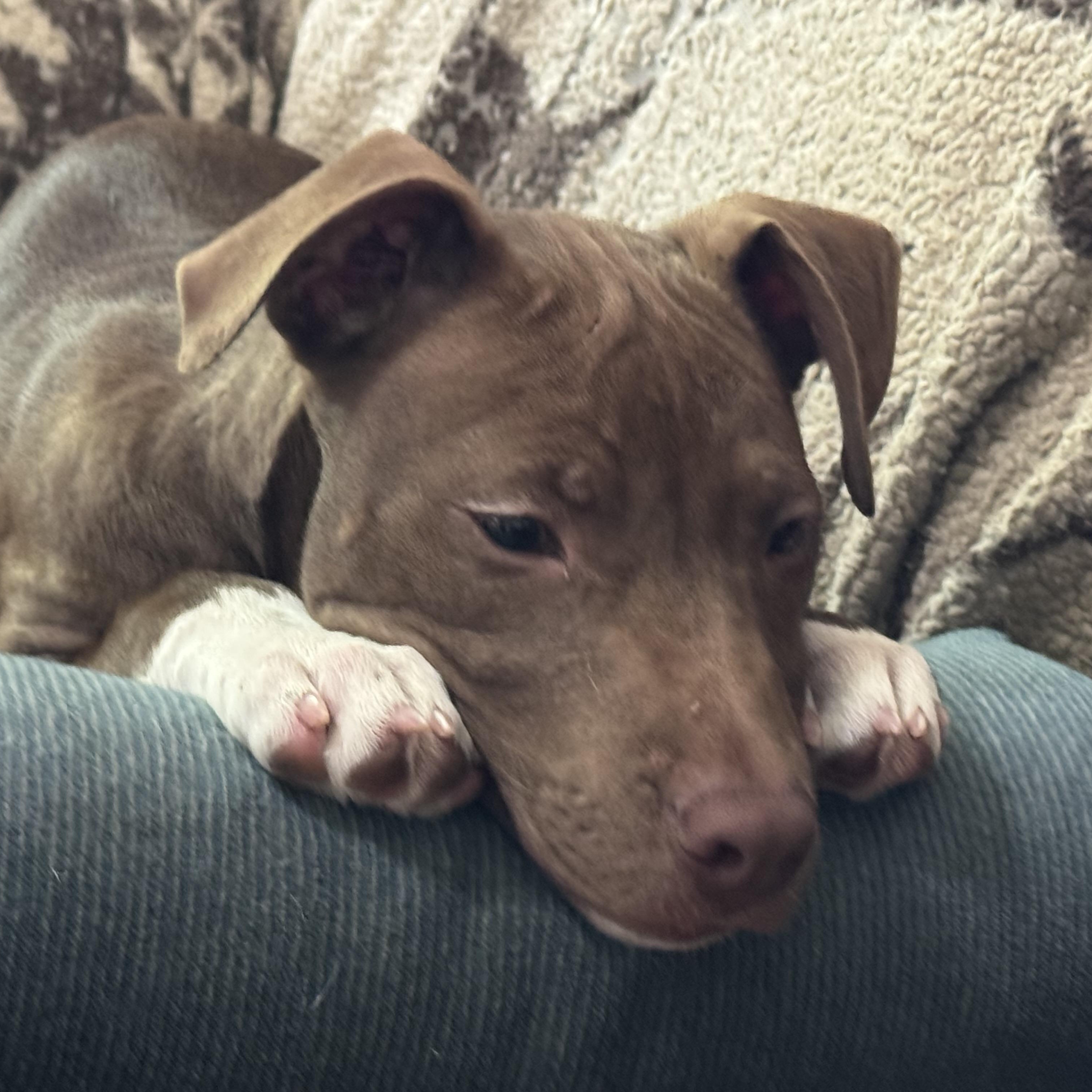Cheese, a ADOPTABLE mixed breed in North Jackson, OH image 2/5