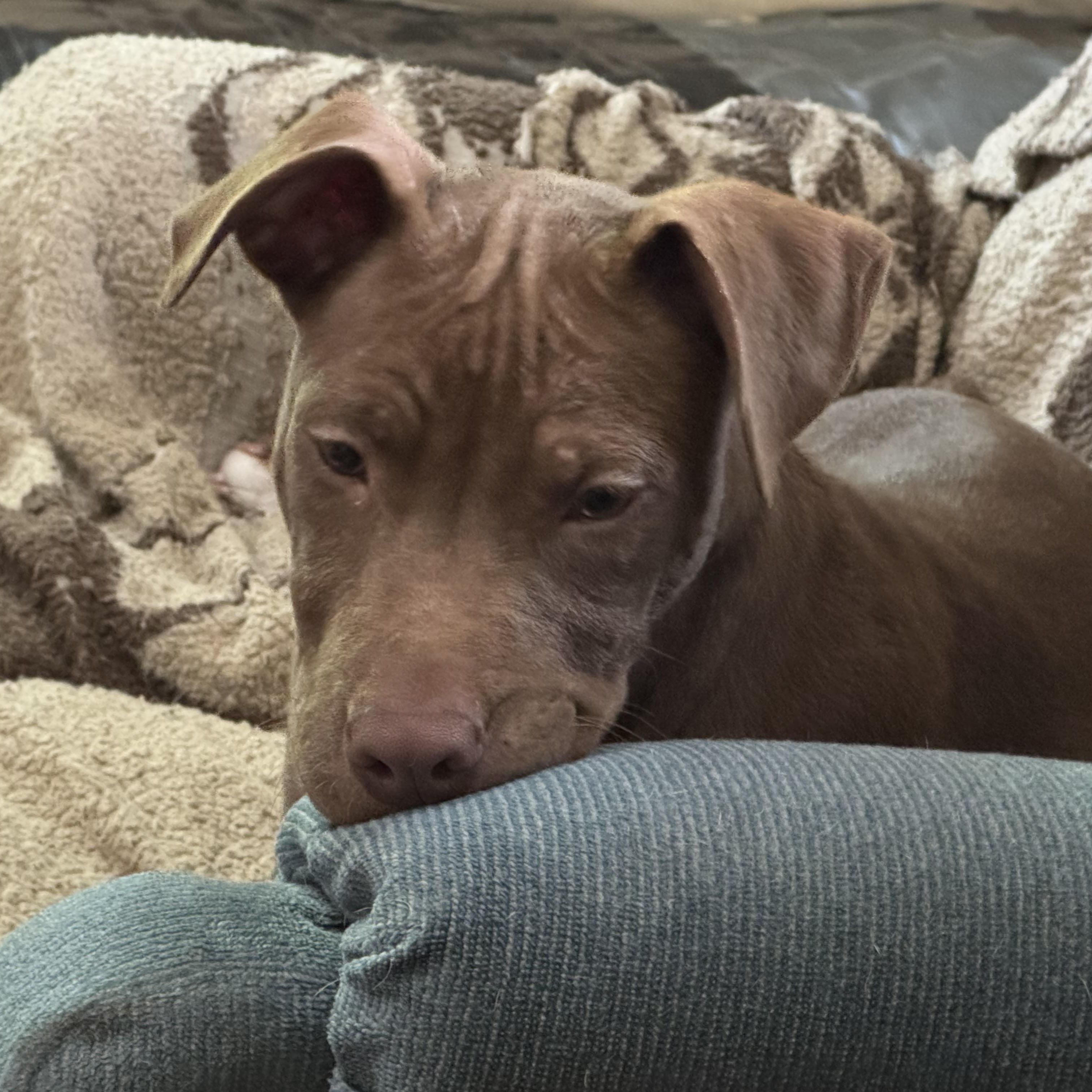 Cheese, a ADOPTABLE mixed breed in North Jackson, OH image 3/5