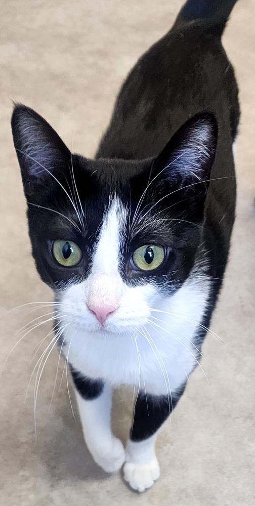 Enlarge Feyre, a Adoptable Domestic Short Hair in Anoka, MN image 1/6