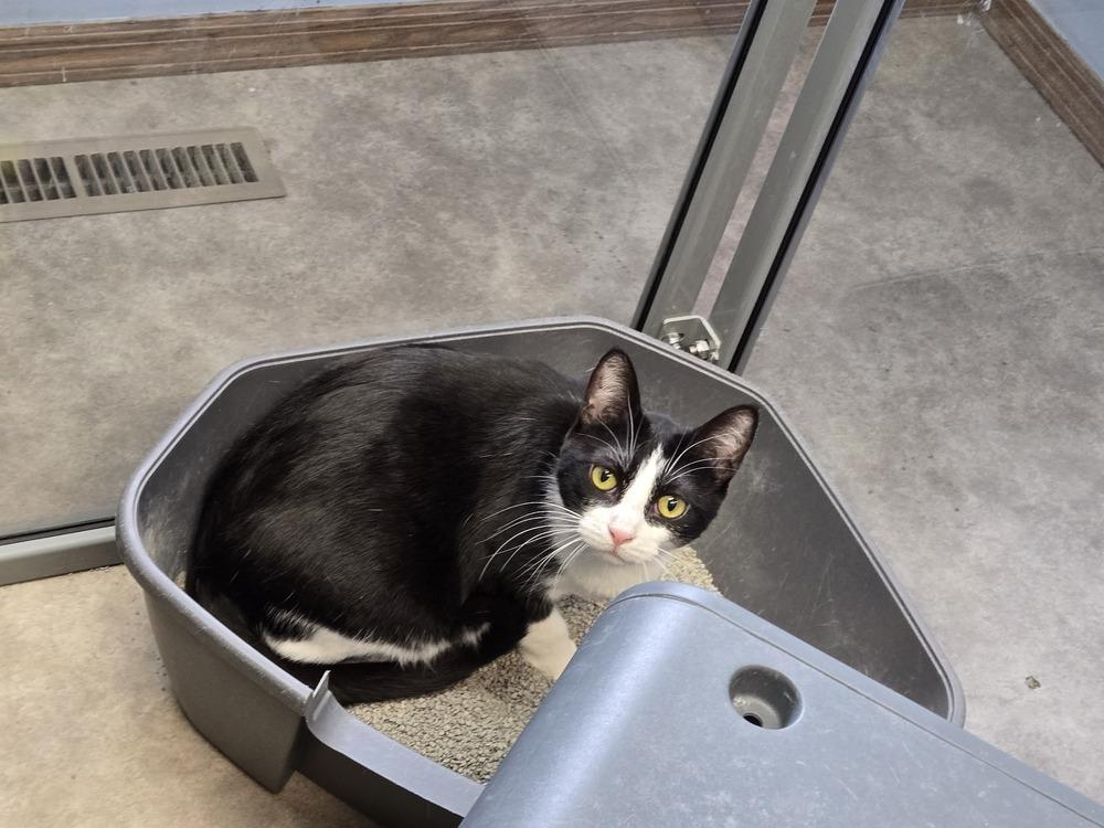 Enlarge Feyre, a Adoptable Domestic Short Hair in Anoka, MN image 2/6