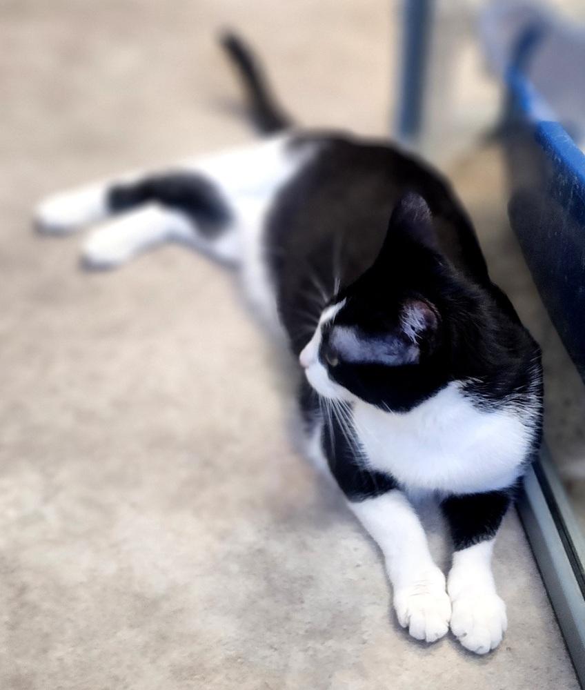 Enlarge Feyre, a Adoptable Domestic Short Hair in Anoka, MN image 3/6