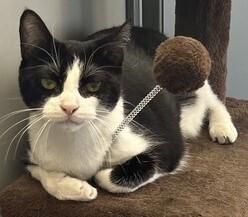 Enlarge Feyre, a Adoptable Domestic Short Hair in Anoka, MN image 4/6