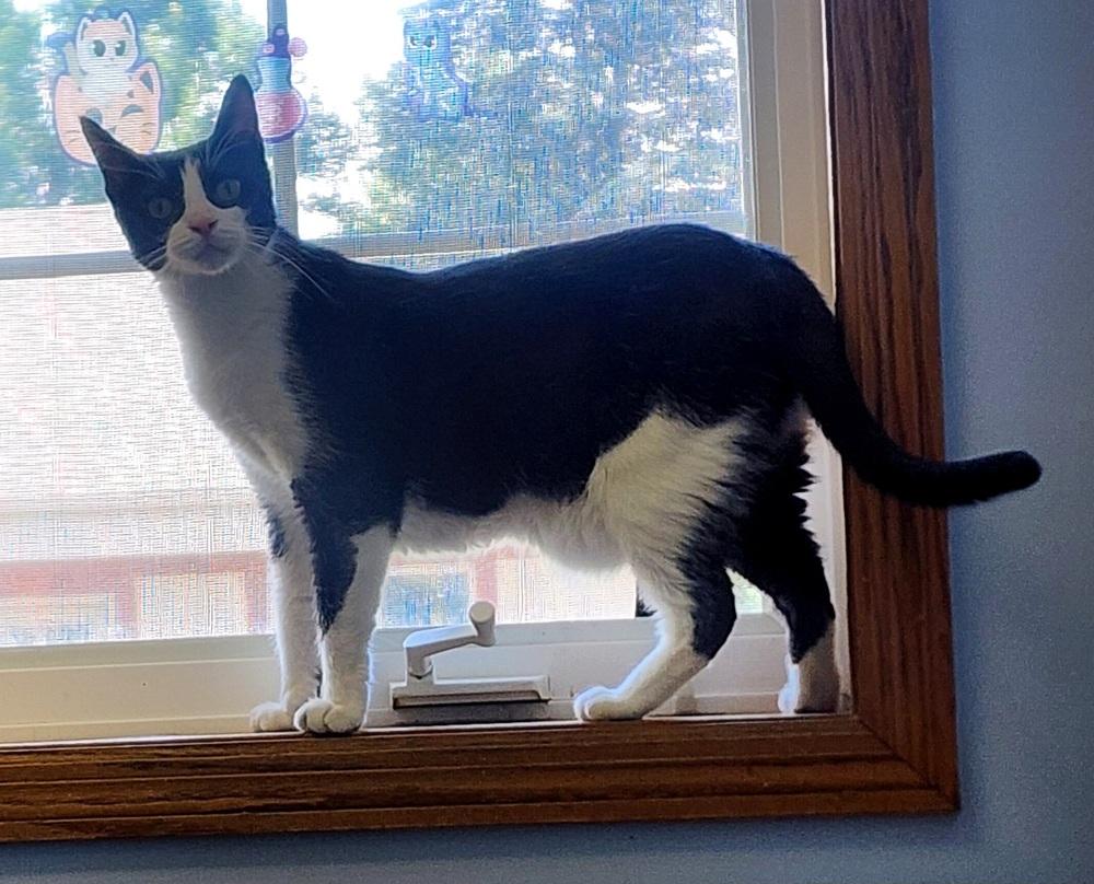 Enlarge Feyre, a Adoptable Domestic Short Hair in Anoka, MN image 5/6