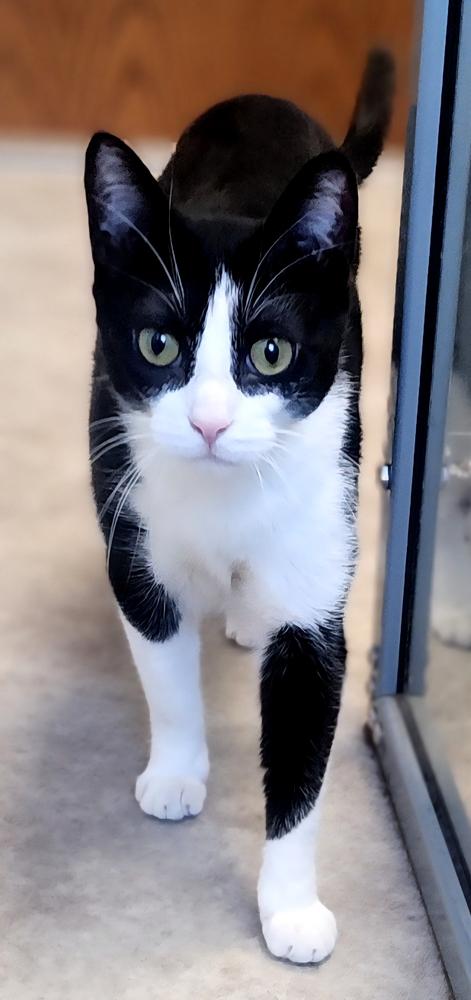 Enlarge Feyre, a Adoptable Domestic Short Hair in Anoka, MN image 6/6