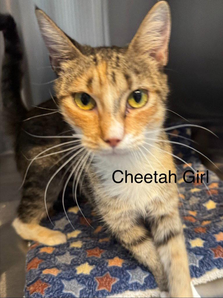 Cheetah Girl, Adoptable, Young Female Torbie & Domestic Short Hair.