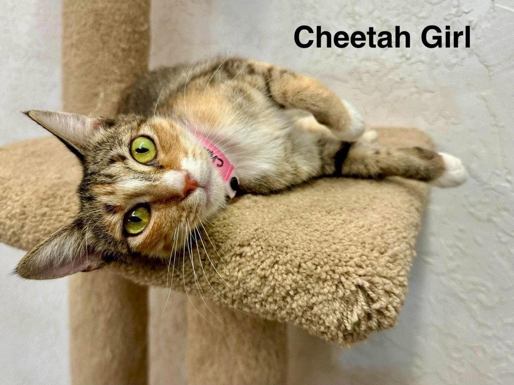 Enlarge Cheetah Girl, a Adoptable mixed breed in Saint George, UT image 2/2