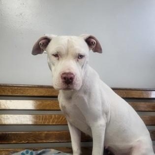 Sugar, adopted, Young Female Pit Bull Terrier.