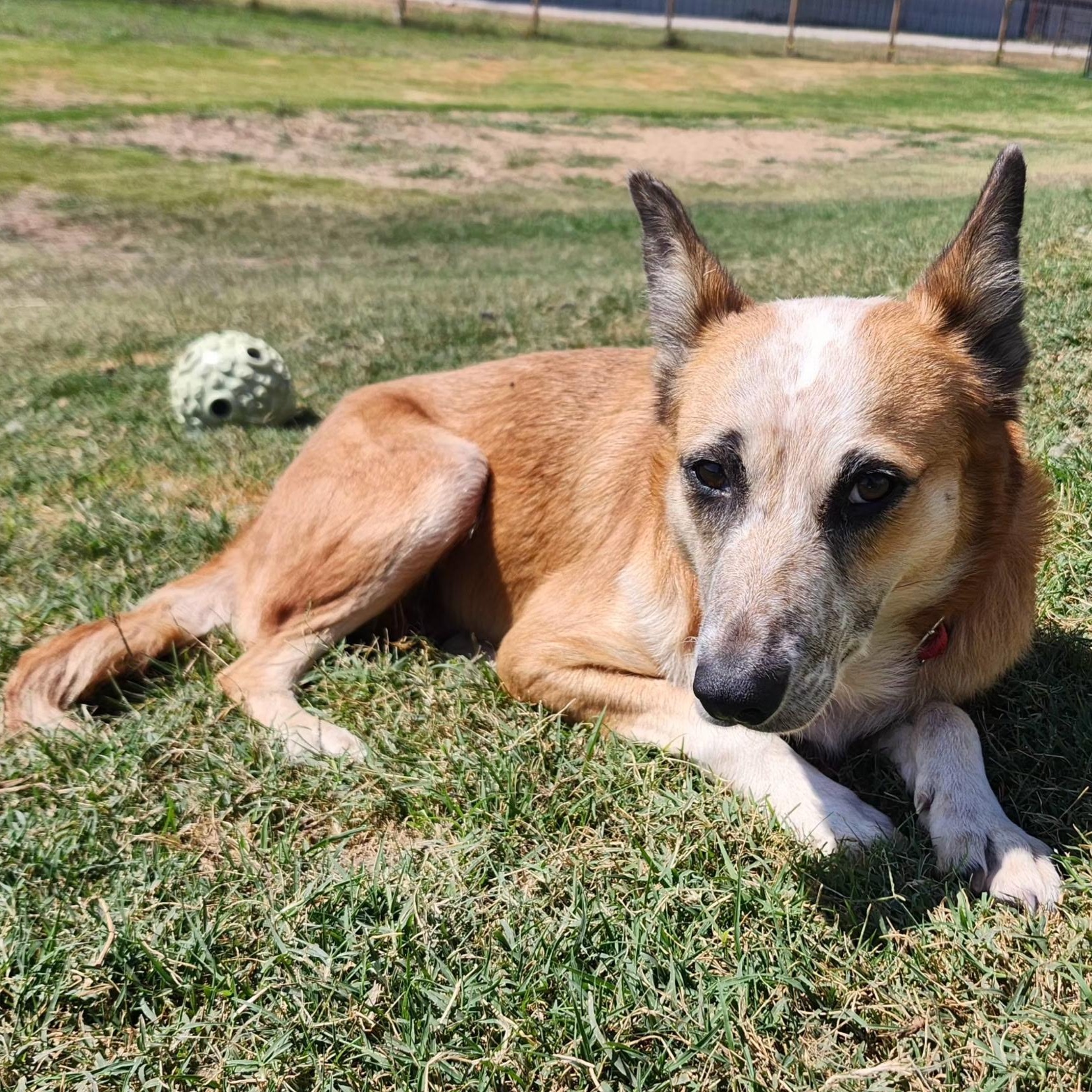 MARTINA, Adopted, Senior Female Australian Cattle Dog / Blue Heeler & Mixed Breed.
