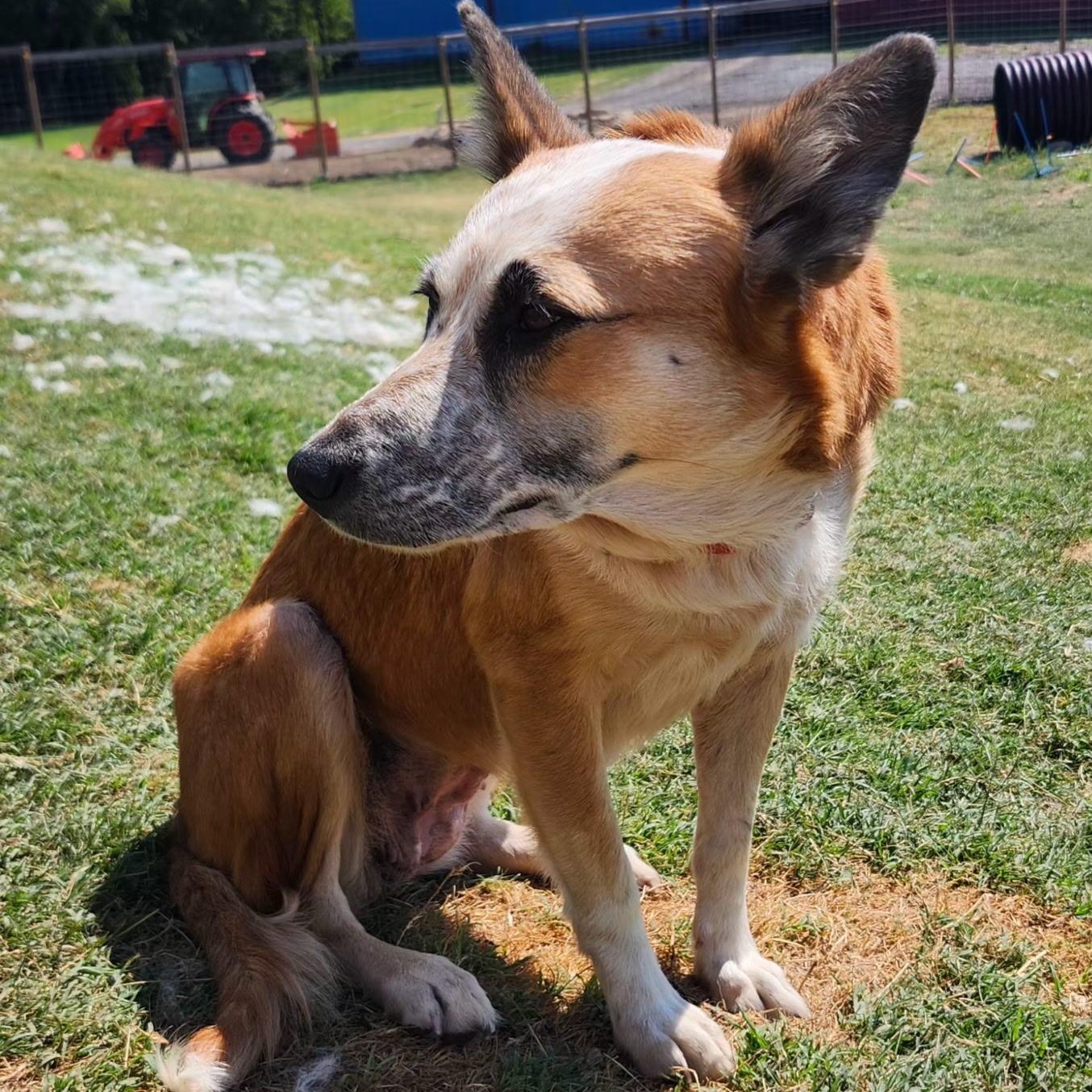 MARTINA, a Adopted mixed breed in Weatherford, TX image 2/3