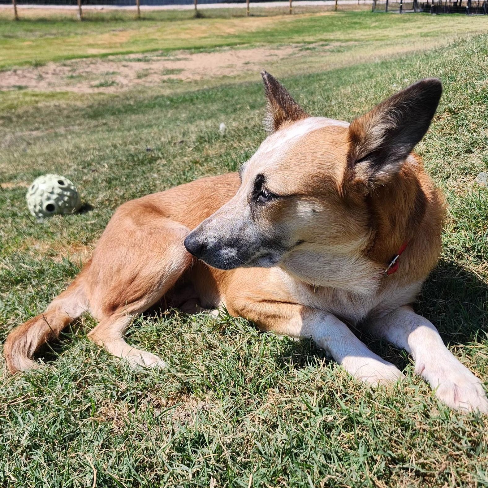 MARTINA, a Adopted mixed breed in Weatherford, TX image 3/3