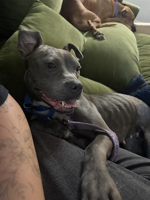 SOMBRA, Adoptable, Adult Female Pit Bull Terrier.