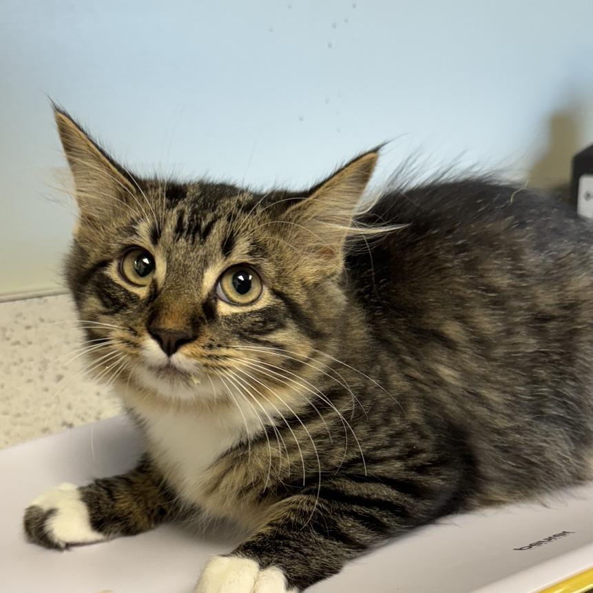 Enlarge Whisk , an adopted Domestic Long Hair in Kansas City, KS image 1/1