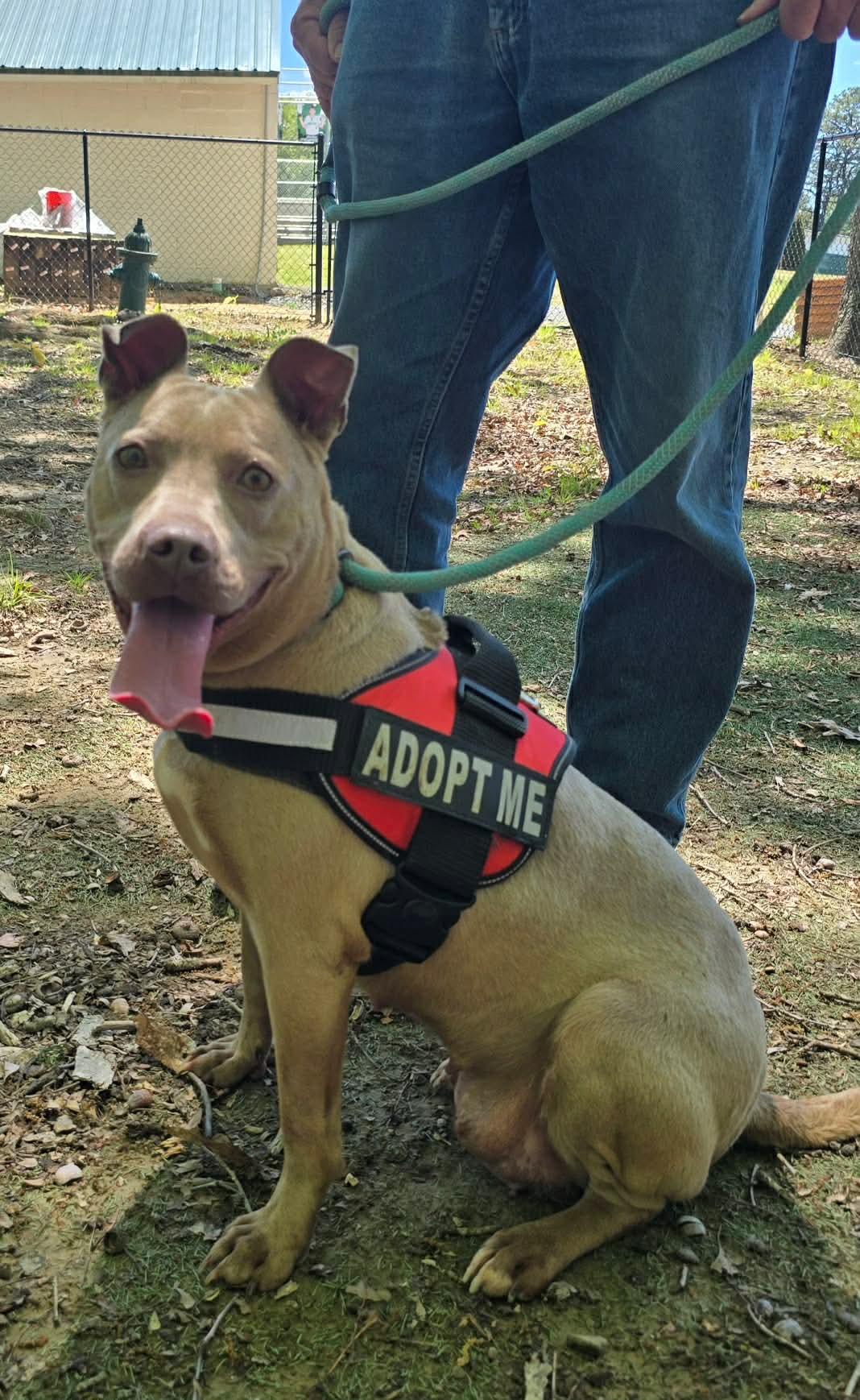 Jamie, Adoptable, Adult Female Pit Bull Terrier & Labrador Retriever.
