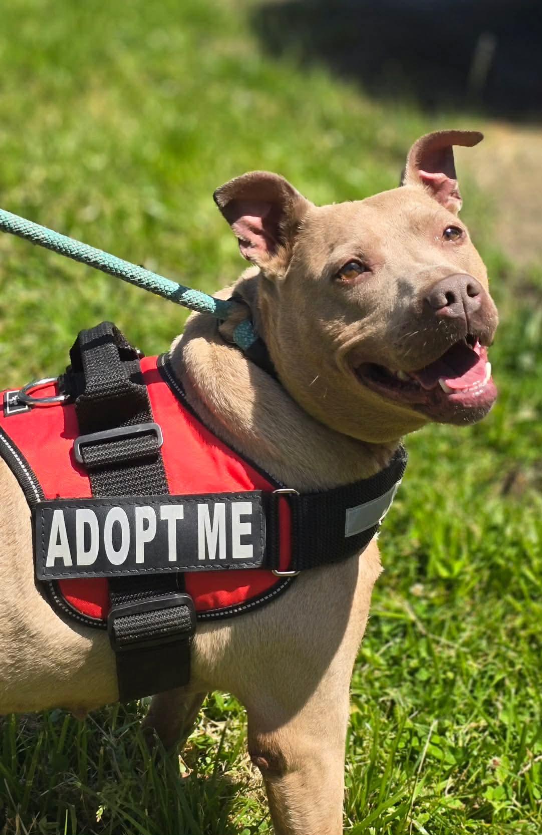 Enlarge Jamie, a Adoptable mixed breed in Fayetteville, WV image 2/6