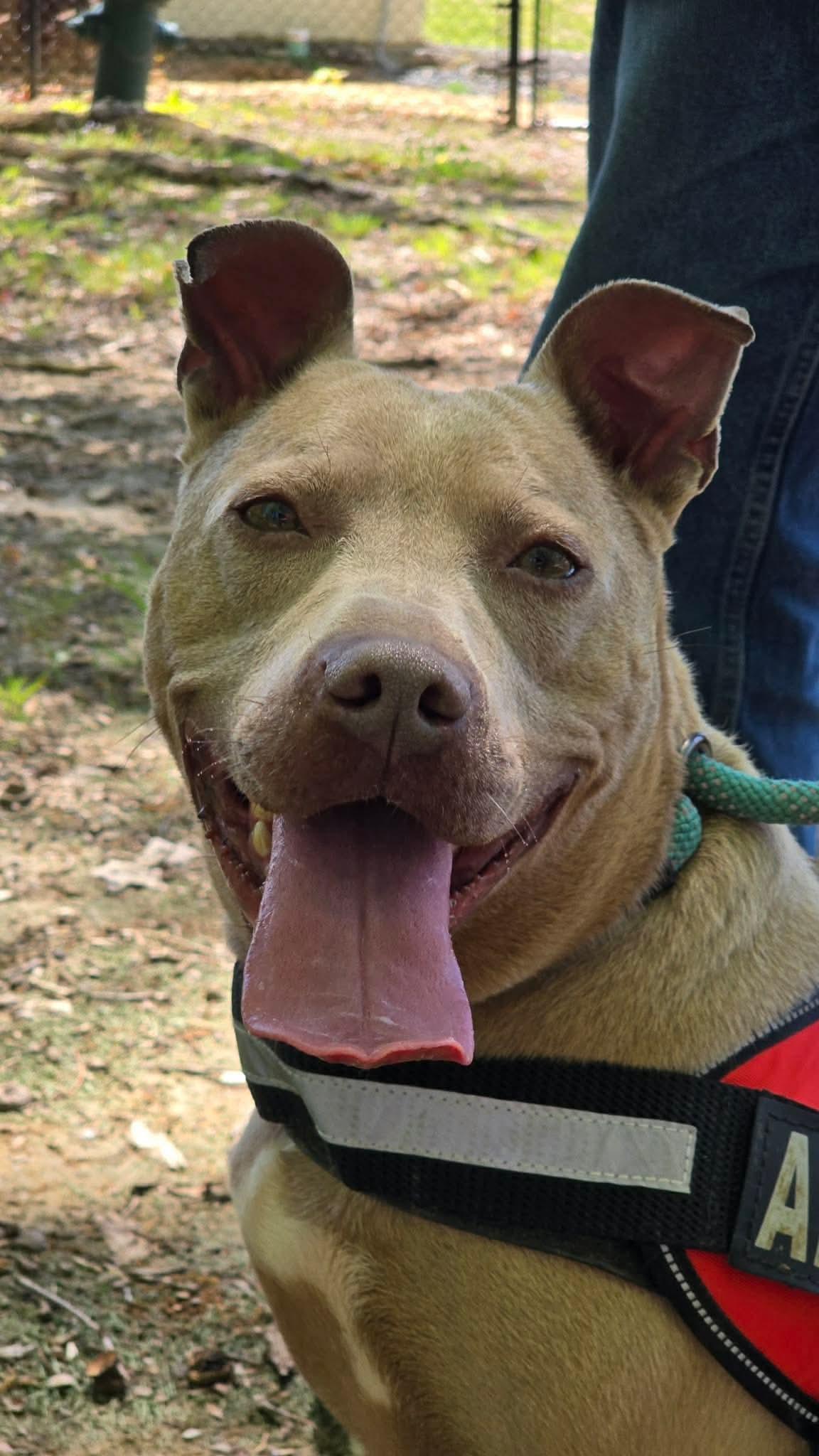 Enlarge Jamie, a Adoptable mixed breed in Fayetteville, WV image 3/6