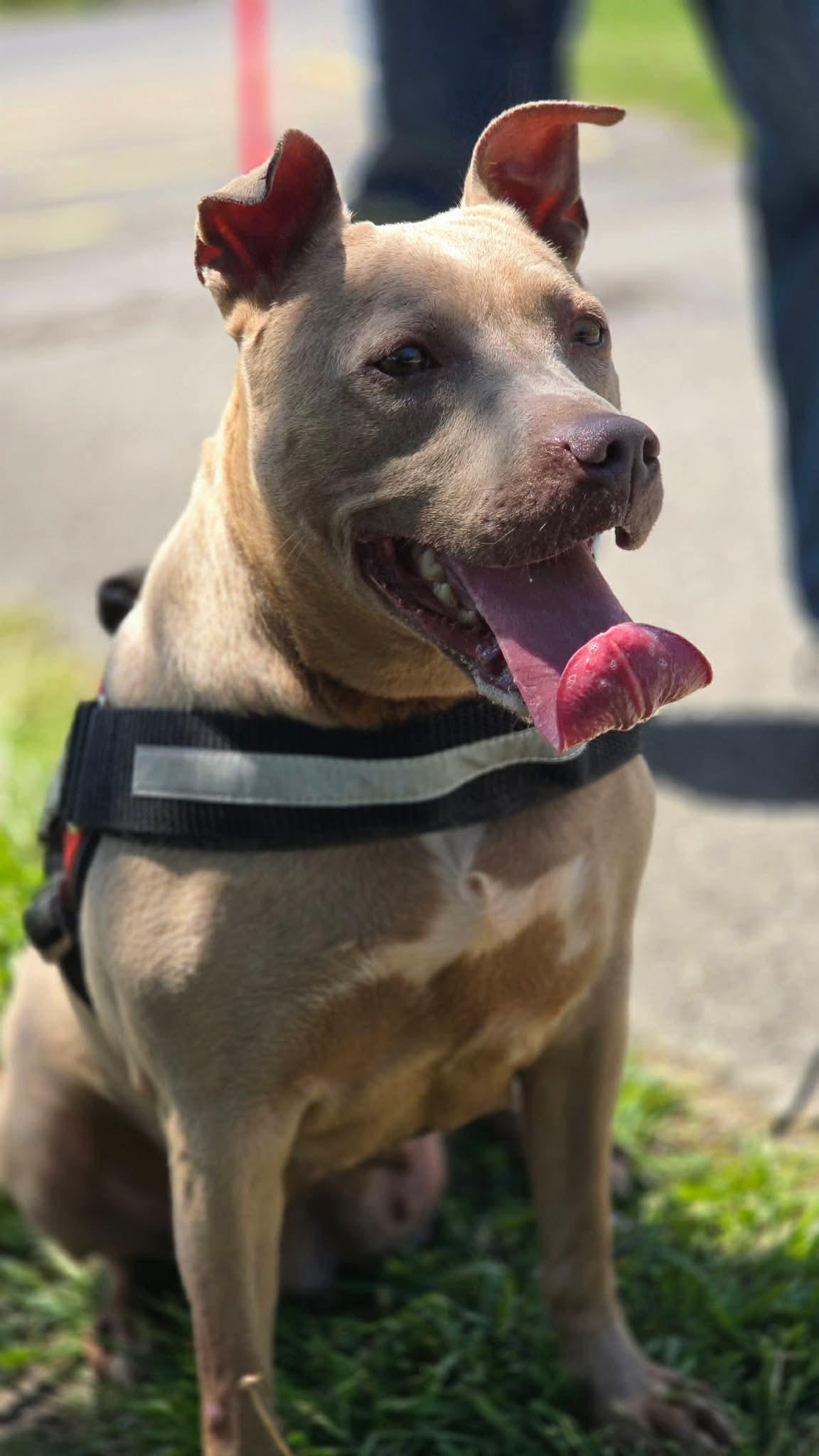 Enlarge Jamie, a Adoptable mixed breed in Fayetteville, WV image 4/6