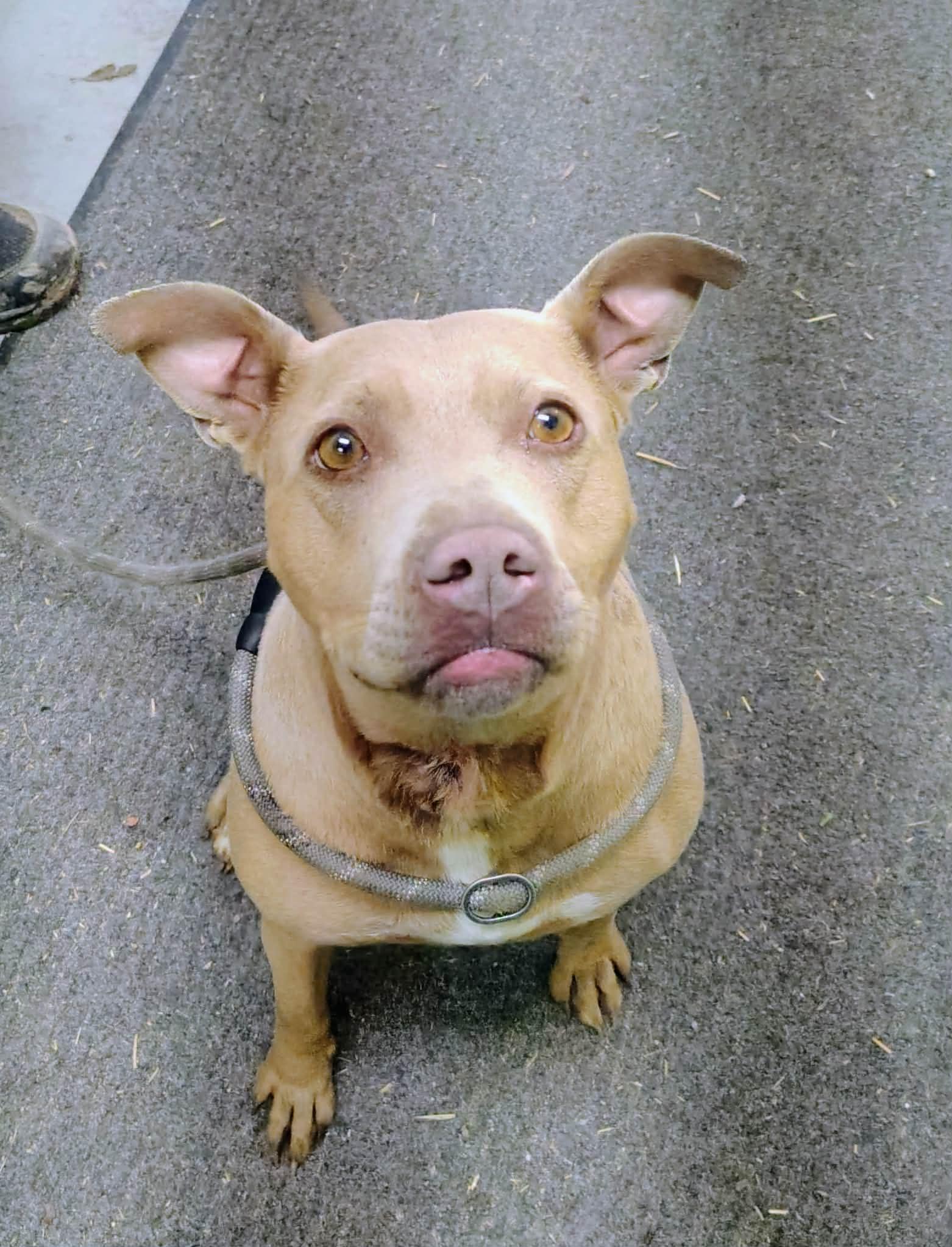 Enlarge Jamie, a Adoptable mixed breed in Fayetteville, WV image 1/1