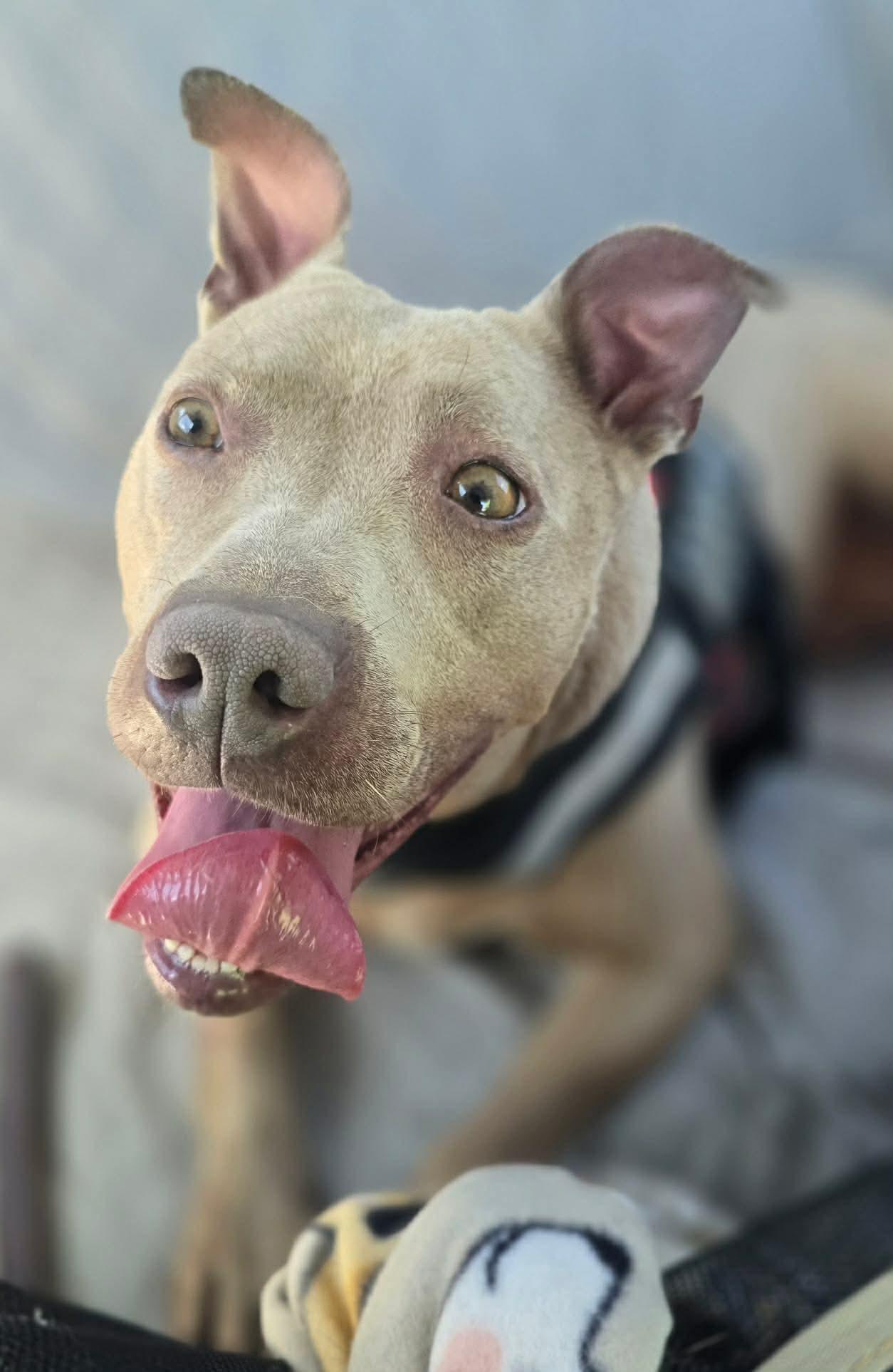 Enlarge Jamie, a Adoptable mixed breed in Fayetteville, WV image 6/6
