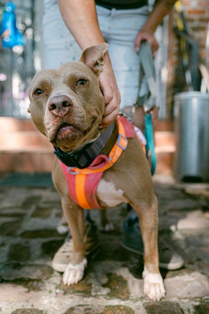 Chyna, Adoptable, Adult Female Pit Bull Terrier & Mixed Breed.