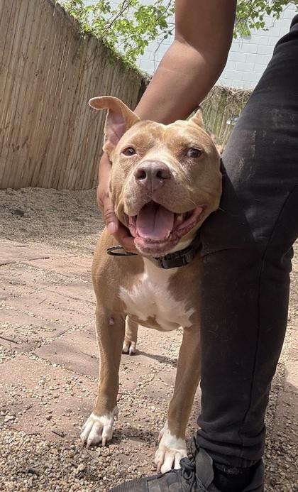 Chyna, Adoptable, Adult Female Pit Bull Terrier & Mixed Breed.