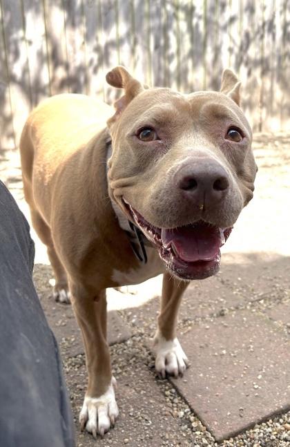 Chyna, Adoptable, Adult Female Pit Bull Terrier & Mixed Breed.