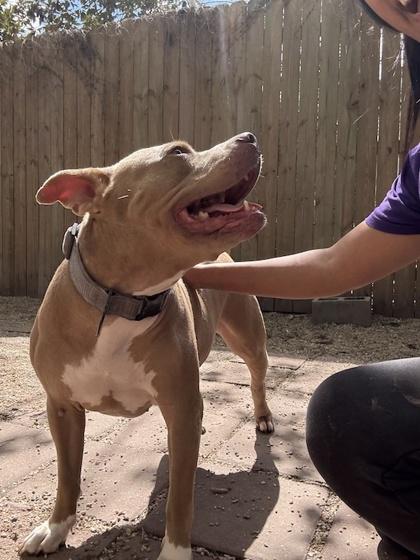 Enlarge Chyna, a Adoptable mixed breed in New Orleans, LA image 2/3