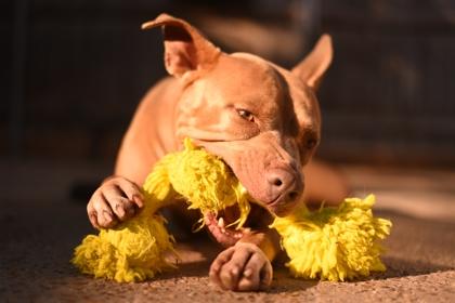 Enlarge Chyna, a Adoptable mixed breed in New Orleans, LA image 2/3