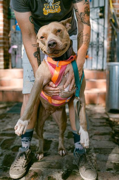 Enlarge Chyna, a Adoptable mixed breed in New Orleans, LA image 3/3
