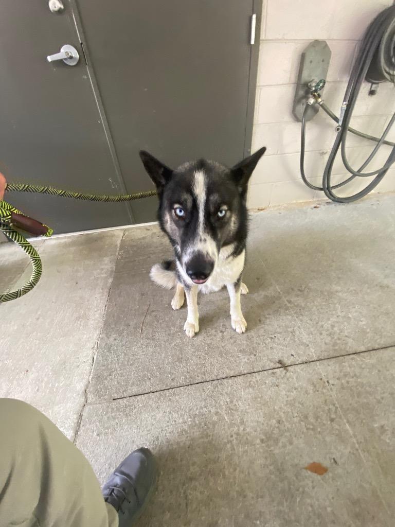 Blue, Adoptable, Young Male Husky.