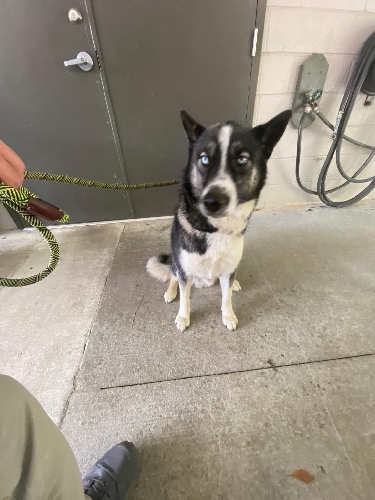 Blue, a Adoptable Husky in Cartersville , GA image 2/2