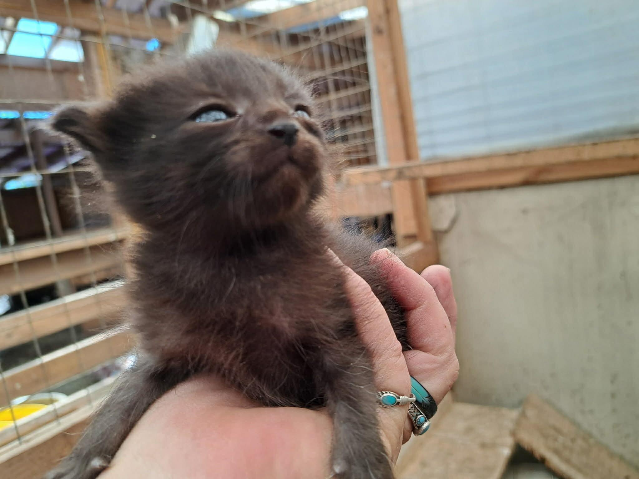 Mijo (Mee-hoe), Adoptable, Kitten Female Domestic Short Hair.