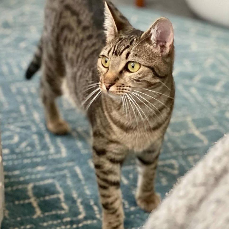 Enlarge Pepper, a Adoptable Domestic Short Hair in Wantagh, NY image 2/4